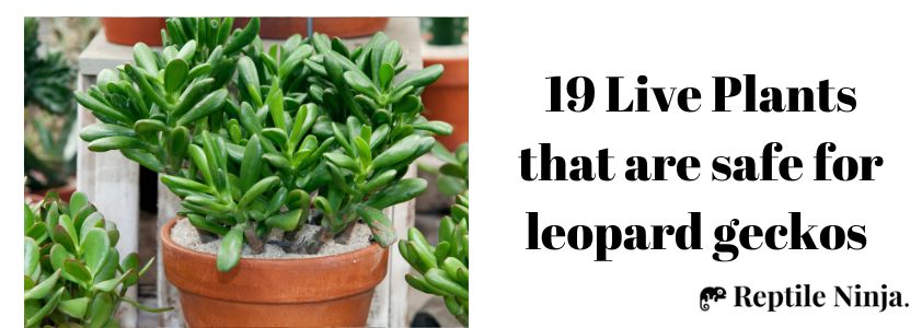 19 Live Plants that are safe for leopard geckos