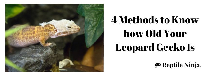 4 Methods to Know how Old Your Leopard Gecko Is