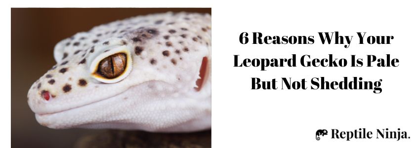 6 Reasons Why Your Leopard Gecko Is Pale But Not Shedding