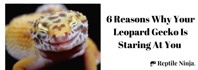 Why Does My Leopard Gecko Stare at Me?