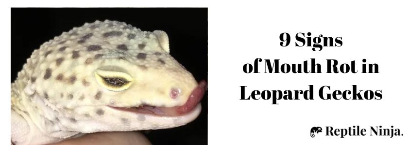 9 Signs of Mouth Rot in Leopard Geckos