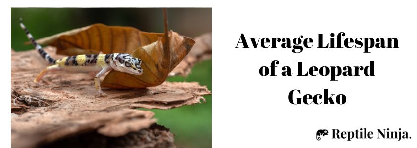 Average Lifespan of a Leopard Gecko