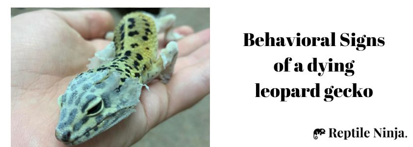 Behavioral Signs of a dying leopard gecko