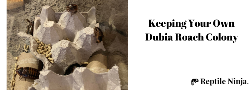 Keeping your own Dubia Roach Colony