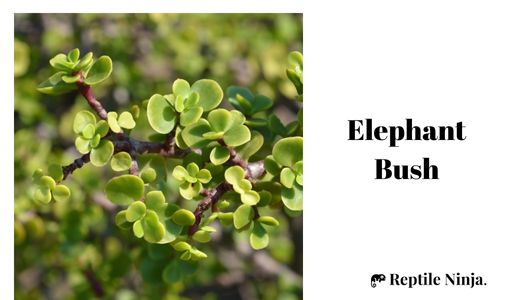 Elephant Bush - The Perfect Bonsai Plant