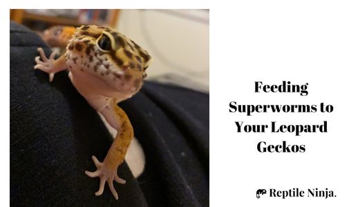 Feeding Superworms to Your Leopard Geckos