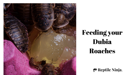 Feeding your Dubia Roaches