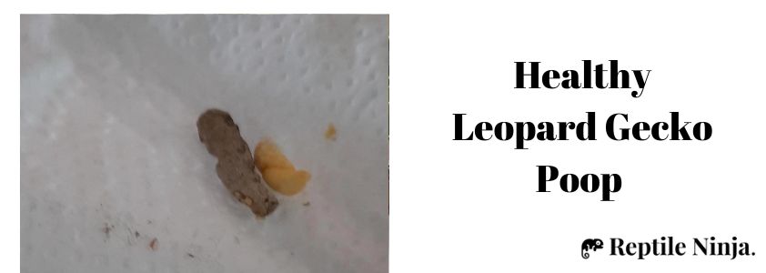 Healthy Leopard Gecko Poop