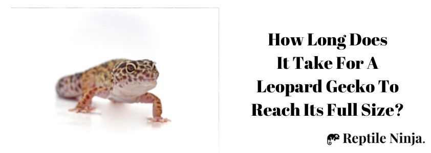 How Long Does It Take For A Leopard Gecko To Reach Its Full Size