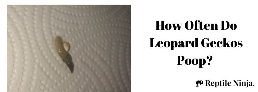 How Often Do Leopard Geckos Poop 