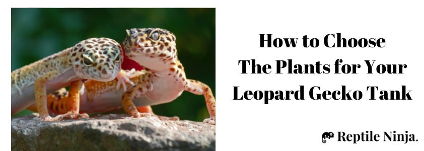 How to Choose The Plants for Your Leopard Gecko Tank