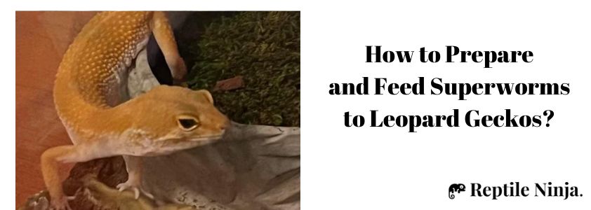 How to Prepare and Feed Superworms to Leopard Geckos?