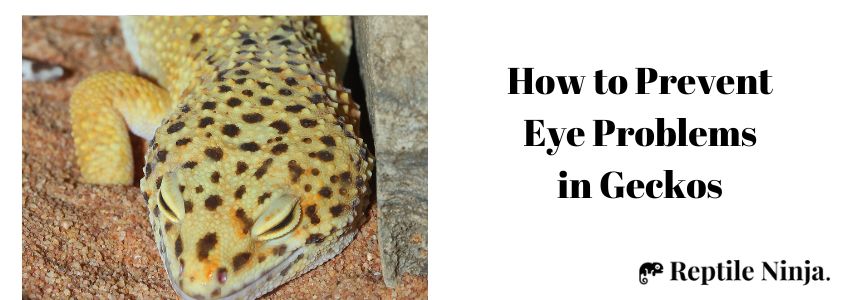 How to Prevent Eye Problems in Geckos
