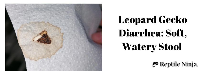 Leopard Gecko Diarrhea: Soft, Watery Stool 