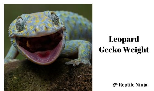 Leopard Gecko Weight