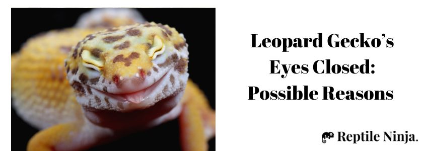 Leopard Gecko’s Eyes Closed: Possible Reasons 