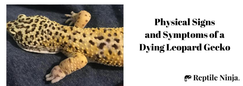 Leopard Gecko Dying Signs