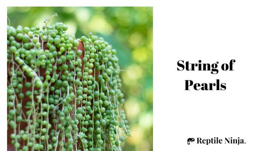 String of Pearls - The Perfect Plant for Tank Floor