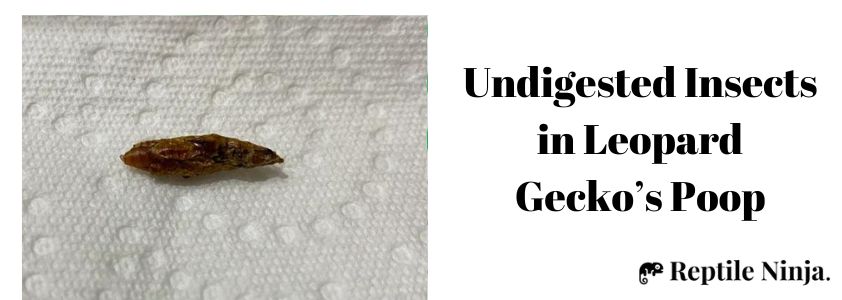 Undigested Insects in Leopard Gecko’s Poop