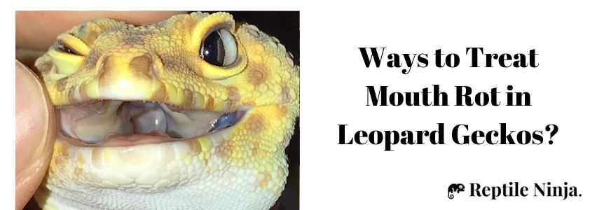Ways to Treat Mouth Rot in Leopard Geckos?