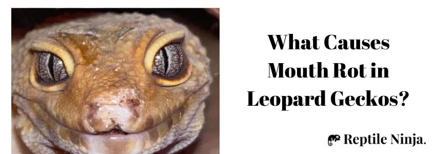 What Causes Mouth Rot in Leopard Geckos?