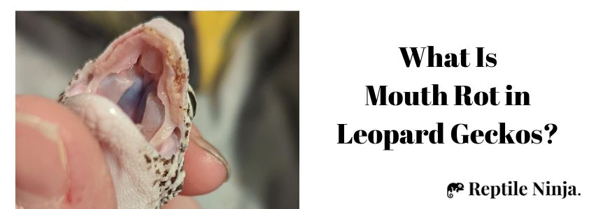 What Is Mouth Rot in Leopard Geckos?
