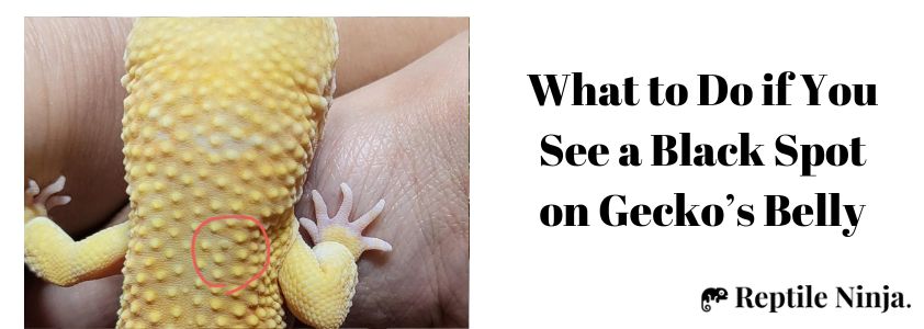 What to Do if You See a Black Spot on Gecko’s Belly