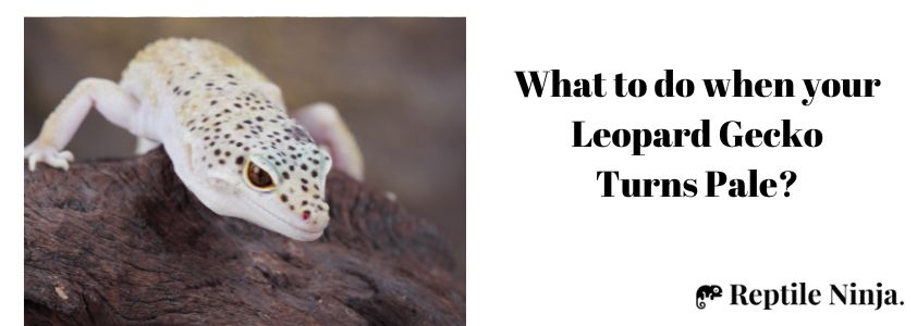 What to do When your Leopard Gecko Turns Pale?