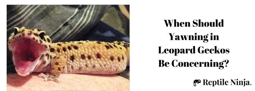 When Should Yawning in Leopard Geckos Be Concerning?
