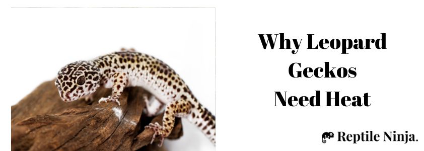 How Long Can a Leopard Gecko Go Without Heat