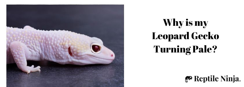 Why is my Leopard Gecko Turning Pale?