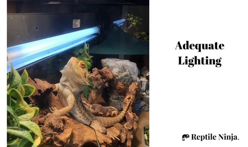 Beaded Dragon in tank with UVB lighting