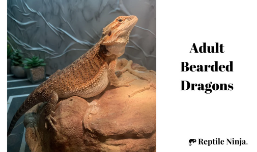 Adult Bearded Dragon