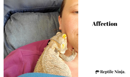 Bearded Dragon licking owner's cheek