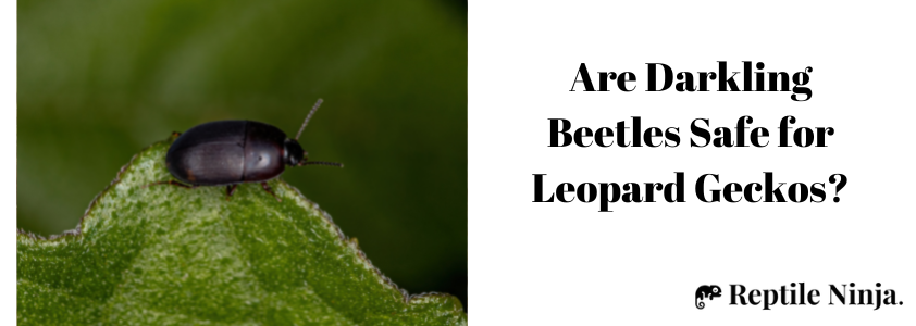 Darkling Beetle on leaves