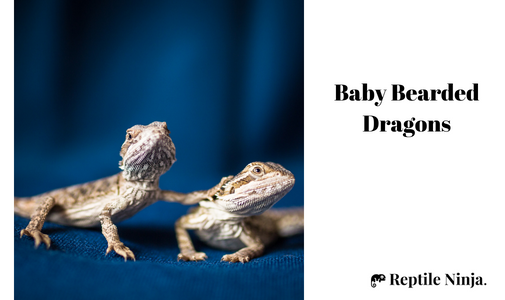 Baby Bearded Dragons