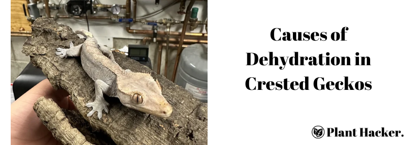 Dehydrated Crested Gecko