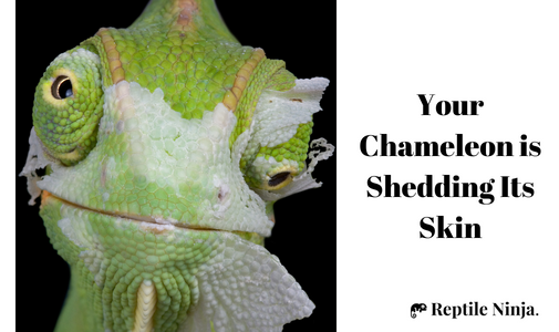 Chameleon shedding its skin