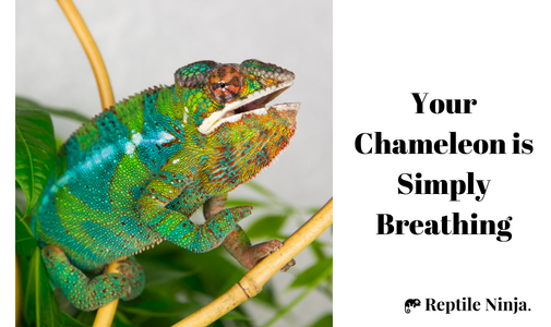 Why Chameleon keeps their mouth open