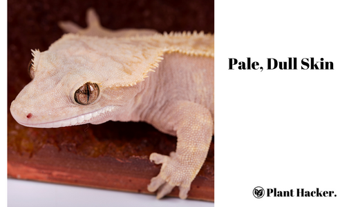 Crested Gecko with pale, dull skin