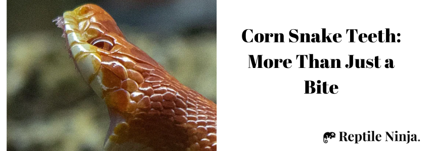 Corn Snake teeth