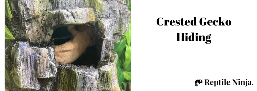Crested Gecko Hiding