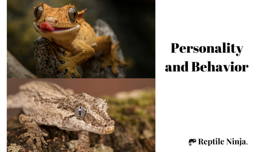 Crested Gecko vs Gargoyle Gecko Personality and Behavior
