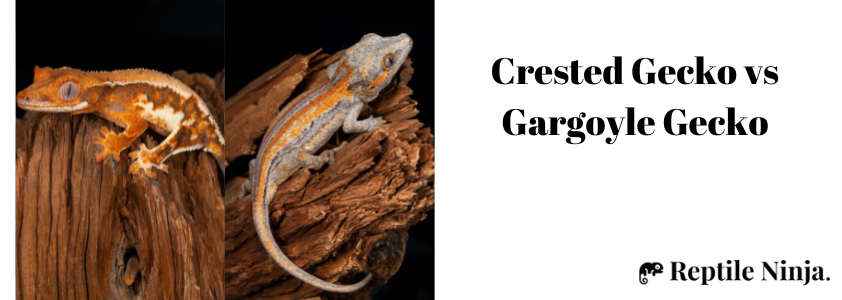 Crested Gecko vs Gargoyle Gecko