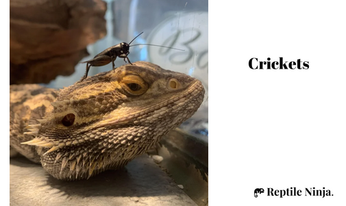 Cricket on Bearded Dragon's head