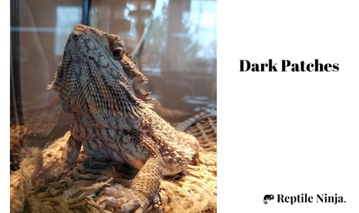 Bearded Dragon with dark patches