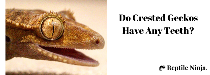 crested gecko teeth