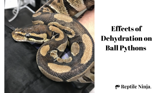 dehydrated ball python