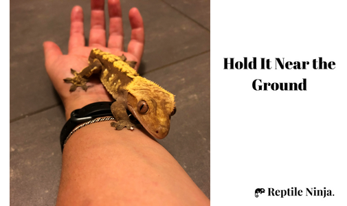 Crested Gecko walking on top of man's hand