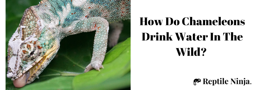 How do Chameleons drink
